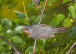 Sub Alpine Warbler