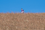 Black Combe-609