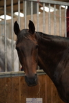 Stable Shots portfolio