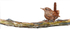 Wren on a Branch