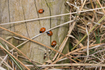 Ladybirds Microworld