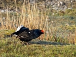 Black Grouse