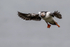 Puffin