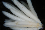 Loligo vulgaris egg mass