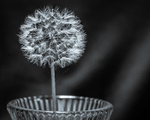 Dandelion on Display