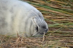 Atlantic Grey Seal