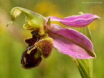 Bee Orchid (01)
