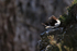 Razorbill on cliff ledge, Flamborough Head, Yorkshire