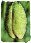 Poppy ready to open