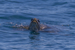 Green Turtle on surface 2. 0A3A0284