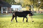 SBM_32264