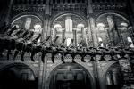 Natural History Museum UK