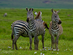 Crater Zebra 2