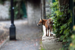 Urban fox sat on a wall in Bristol - wildlife photography