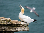 Gannet