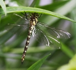 Common Hawker
