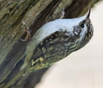 Eurasian Treecreeper