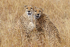 Cheetah brothers