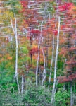 Androscoggin Reflections