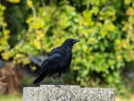 Carrion Crow
