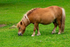 Shetland Pony - DSC_9488