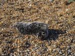 Atlantic Grey Seal