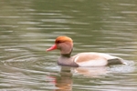 Pochard at Attenborough