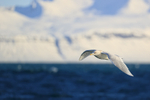 Flying Iceland Gull, Snæfellsnes peninsula, Iceland
