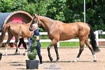 Wednesday Trot Up portfolio