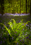In The Woods