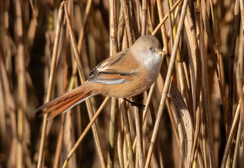Bearded Tit - Leighton Moss RSPB reserve - Lancashire