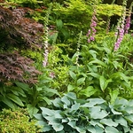 Garden photography by Ross Phillips of Forest Eyes Photography