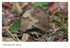 Meadow Brown - Maniola jurtina