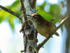 Cabanis's Wren calling, Costa Rica