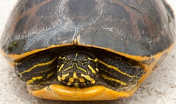 AnimalsCreatures _0104