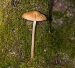 Rooting Shank