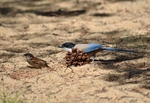 Azure-winged Magpie