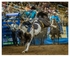 Rodeo Portfolio - Bareback 01