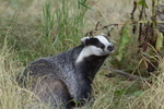 Badger