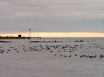 Dark-bellied Brent Geese