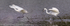 Little Egrets (Egretta garzetta) chasing