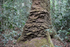 Termites