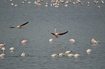 Greater Flamingos