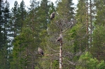 White-tailed Eagles