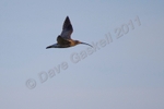 Curlew in flight No2 DSC_6605