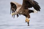 Sea Eagle passes close, Flatanger, Norway