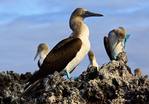 [align=center][size=11][b]Blue-Footed Boobies, Santa Cruz Island (Black Turtle Cove), Galápagos Islands[/b][/size][/a…