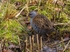 Water Rail