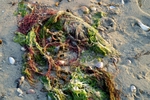 West Wittering - 39