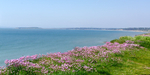 Clifftop Thrift / Sea Pinks - 1